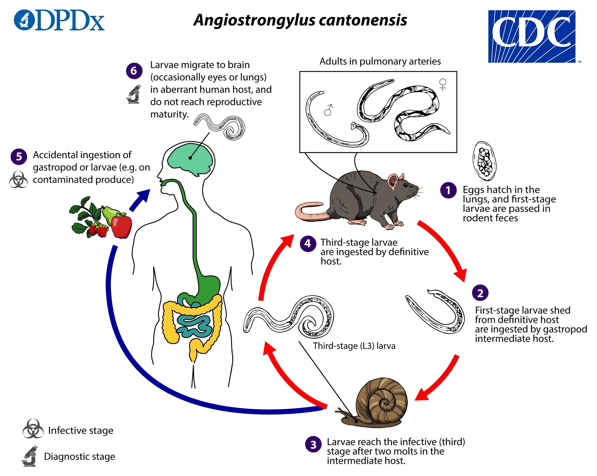 CDC - Angiostrongylus cantonensis - Biology