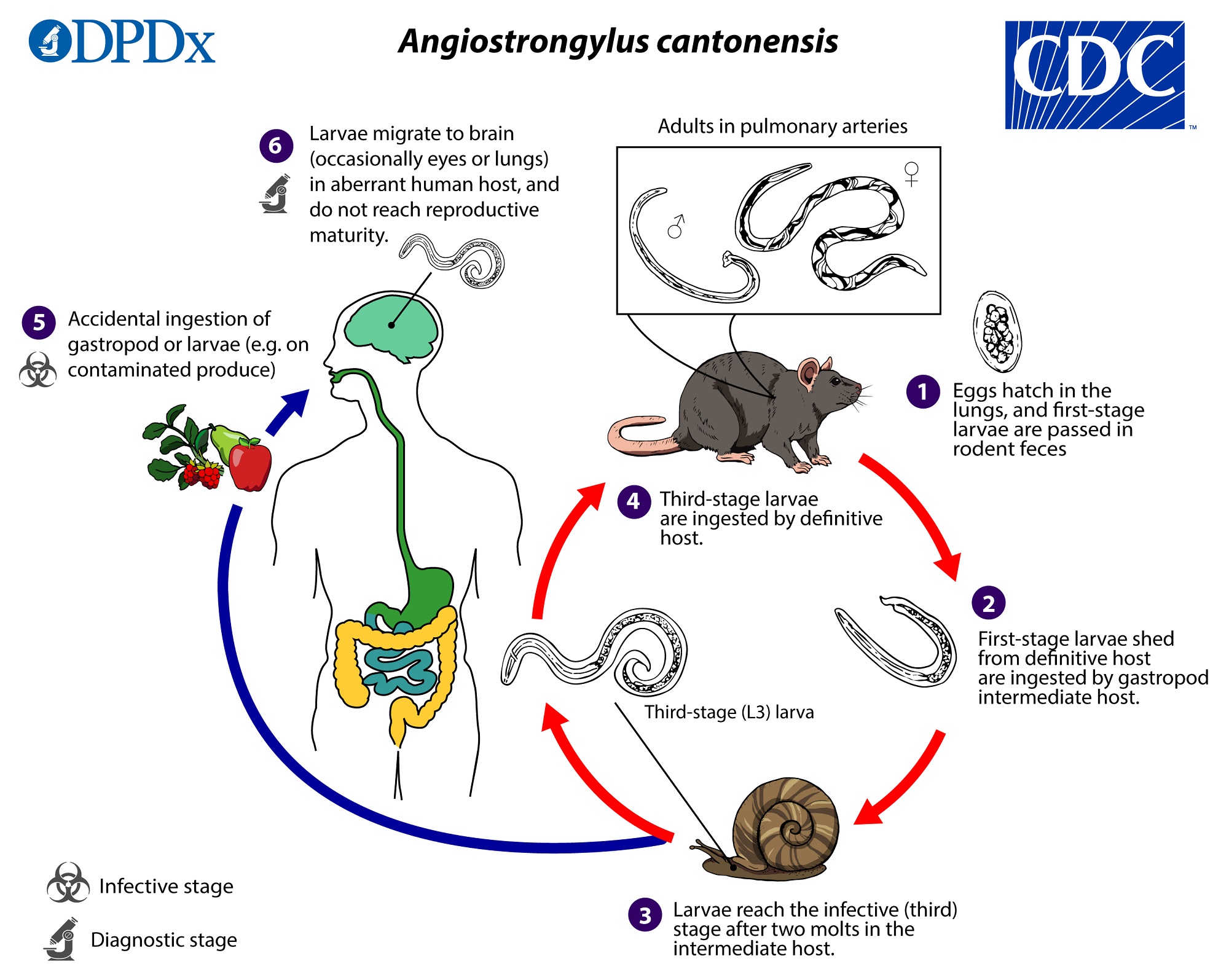 CDC - Angiostrongylus cantonensis - Biology