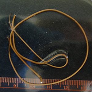 Figure C: Horsehair worms (<em>Gordius</em> and related). Horsehair worms are parasites of insects and may be found in households and end up in toilets. As a result, they are often sent to the public health laboratories for identification. Images courtesy of the Wisconsin State Laboratory of Hygiene.