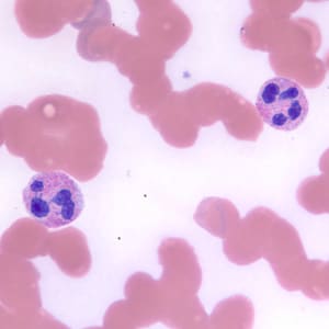 Figure B: Neutrophils in a thin blood smear, stained with Giemsa.