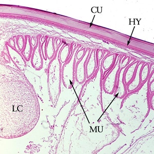 Figure F: Cross-section of the cuticle of an adult <em>A. lumbricoides</em>, stained with H&E.  Shown here are the cuticle (CU), and immediately below the cuticle, the thin hypodermis (HY). Also shown are the prominent muscle cells (MU) and one of the lateral chords (LC).