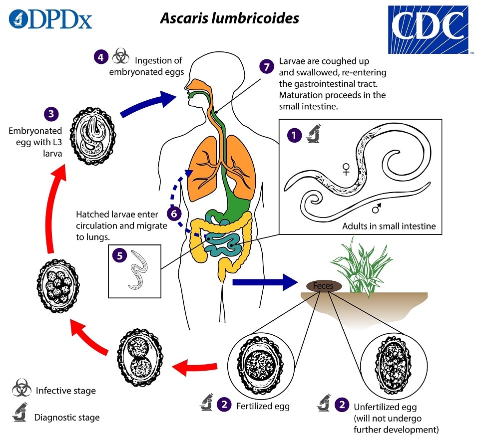 Life cycle of ascariasis