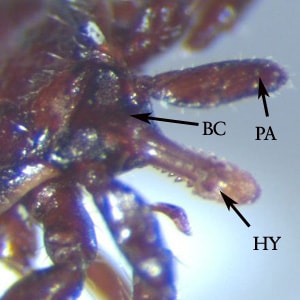 Figure B: Close-up of the head of a nymph of <em>Ixodes</em>. Notice the palps (PA) and hypostome (HY) are long, in comparison to the basis capituli (BC). Image courtesy of the Washington State Public Health Laboratories.