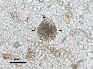 trophozoite in a primate fecal sample