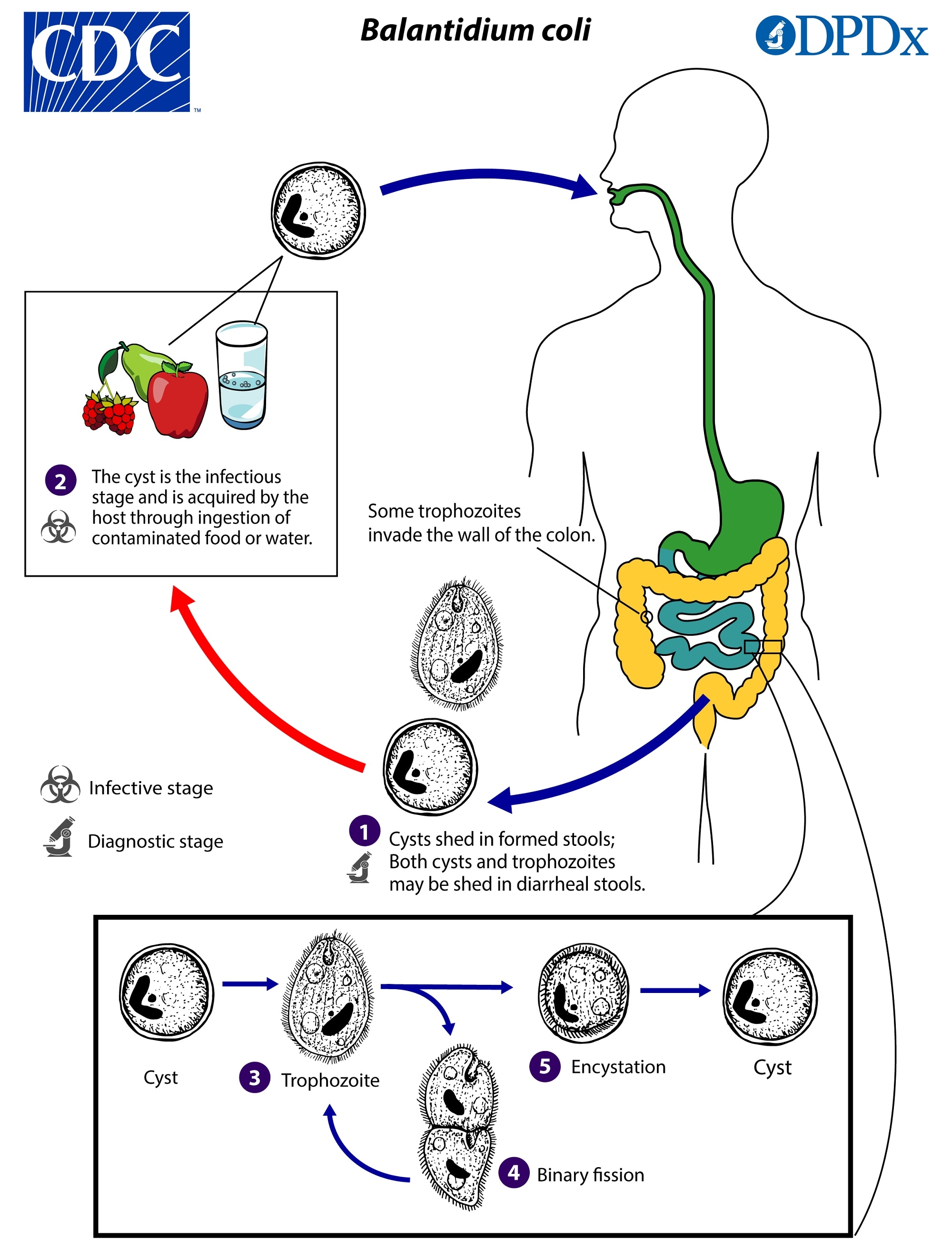 Giardia duodenalis ciclo de vida - Milyen tabletták a helminták számára