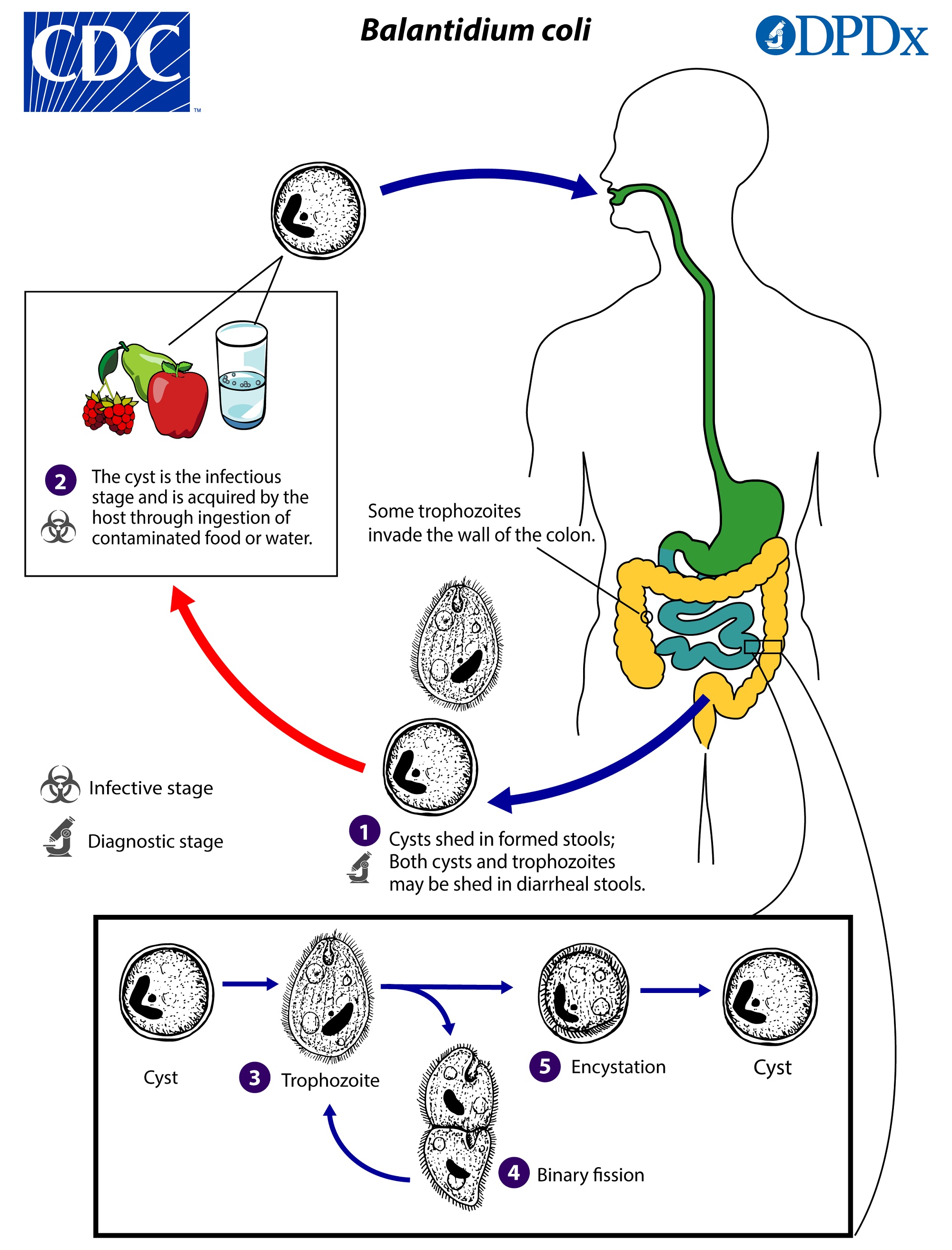 giardia lamblia ciclo de vida cdc)