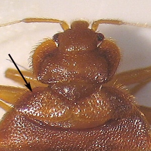 Figure C: Higher magnification of the specimen in Figure B. Note the reduced forewings (arrow).