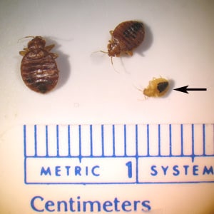 Figure A: Two adults and one nymph (arrow) of <em>C. lectularius</em>, collected in a hotel in urban Georgia.
