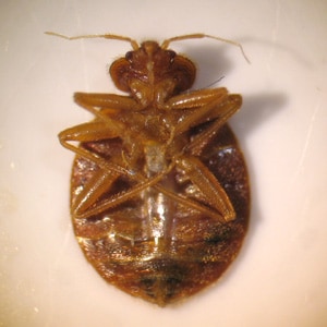 Figure D: Ventral view of the specimen in Figure B.