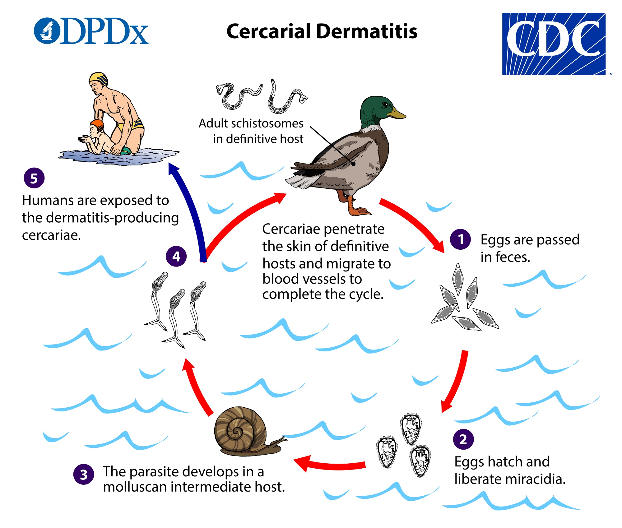 CDC - Cercarial Dermatitis - Biology2000 x 1698