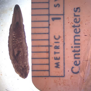 Figure A: Adult of <em>C. sinensis</em>.