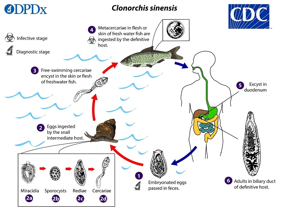 Life cycle of Clonorchis sinensis