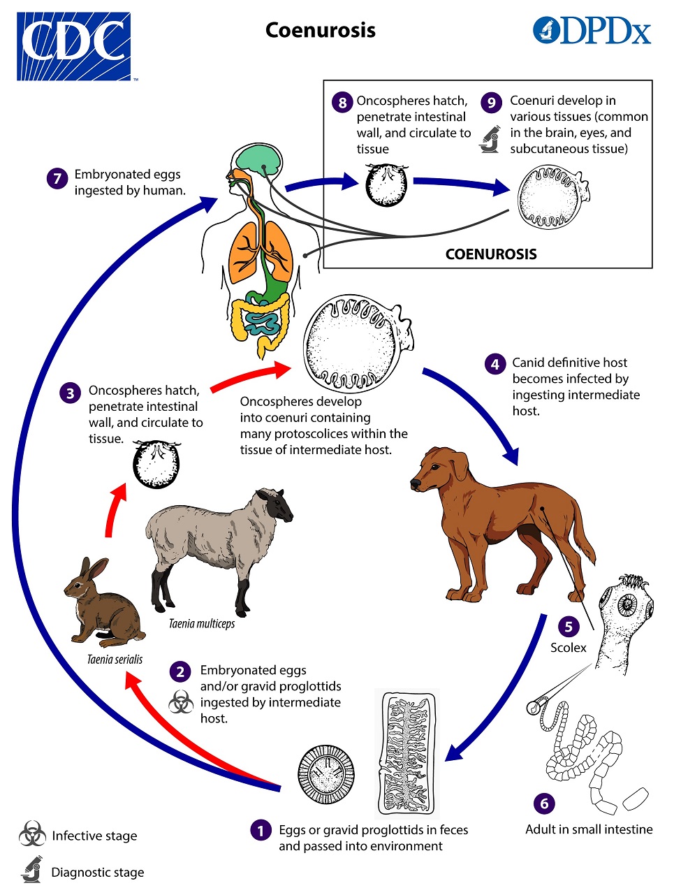 Coenurosis_LifeCycle_19 lifecycle