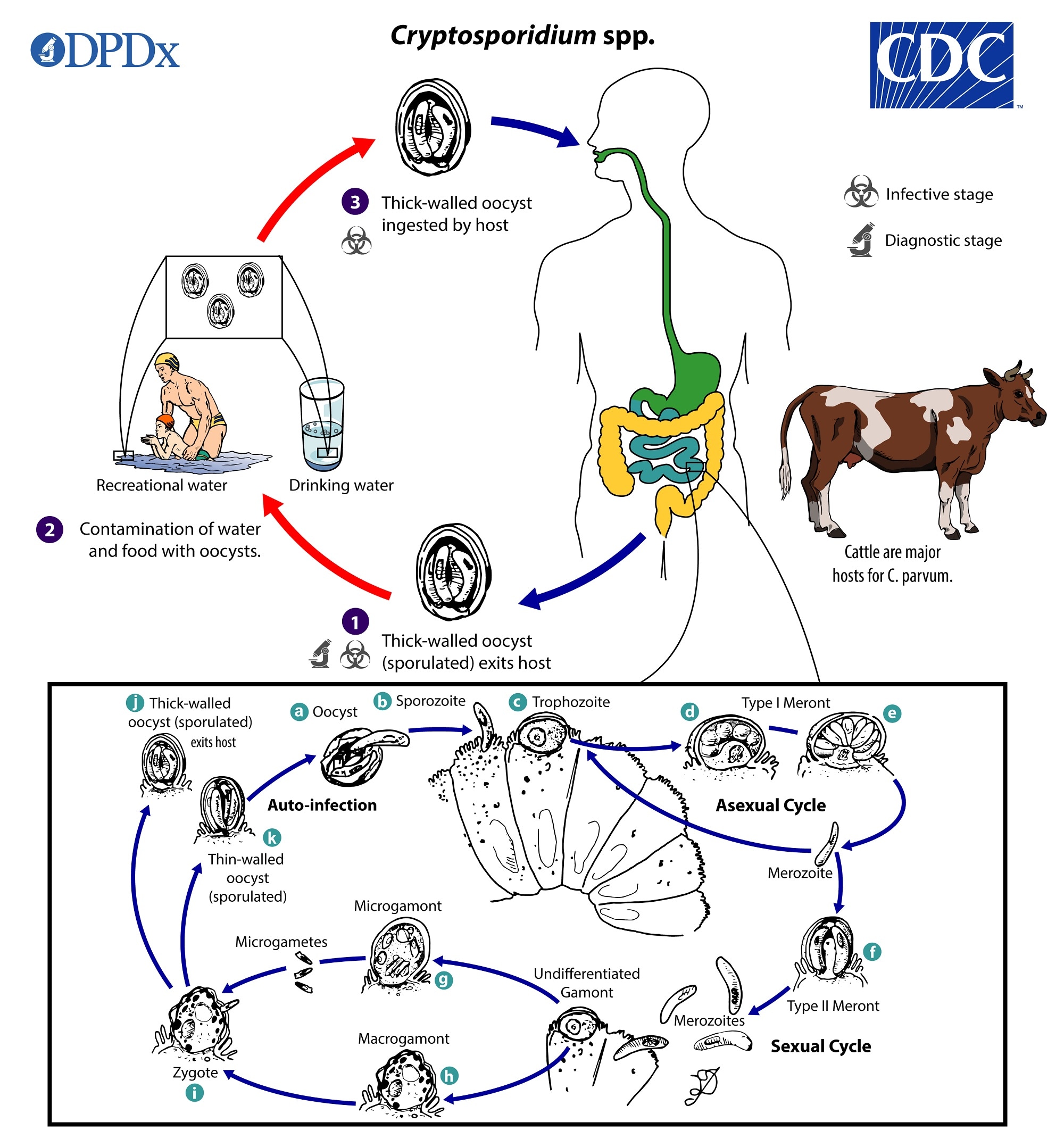 Enterobius vermicularis cdc dpdx, Enterobius vermicularis (Gombféreg) | Körinfo