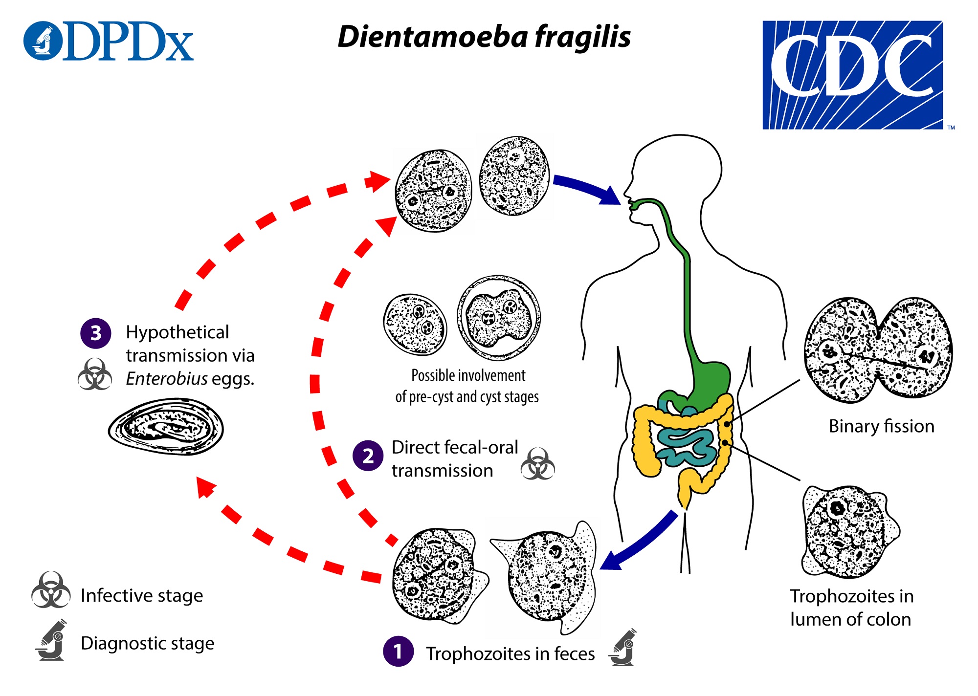 Emberi paraziták amoebiasis