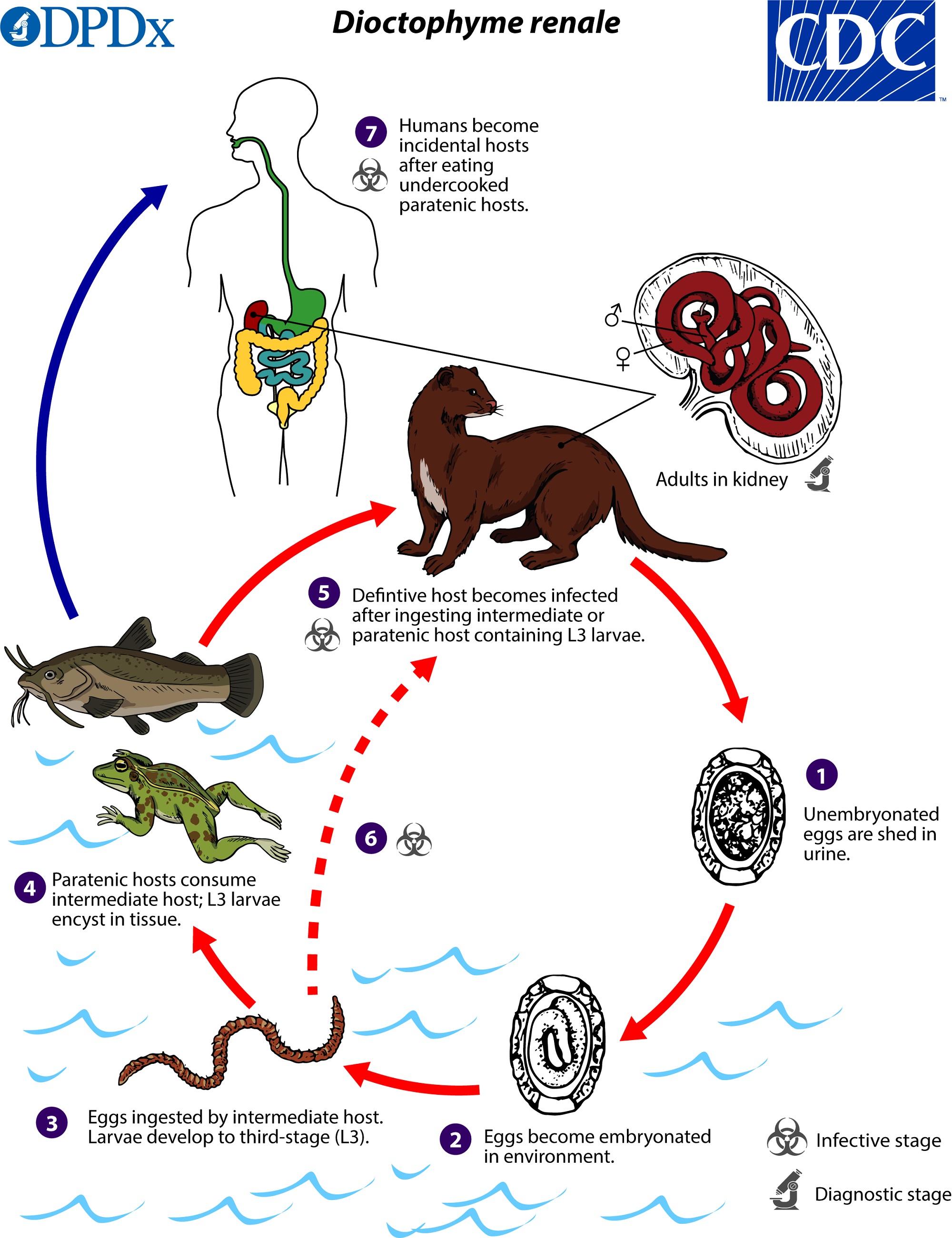 pinworm host