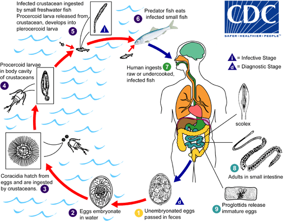 Life Cycle D. latum