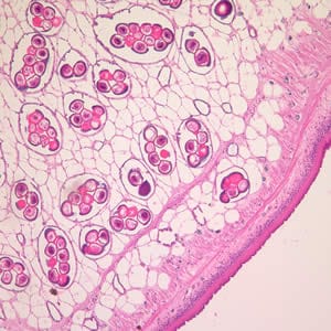 Figure A: Cross-section of a <em>D. caninum</em> proglottid stained with H&E. Image taken at 100x magnification.