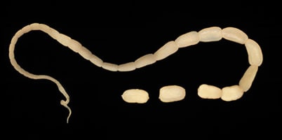 Figure A: Adult tapeworm of <em>D. caninum</em>. The scolex of the worm is very narrow and the proglottids, as they mature, get larger.
