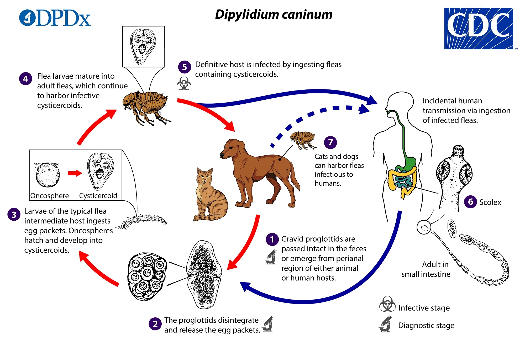 CDC - Dipylidium - Biology