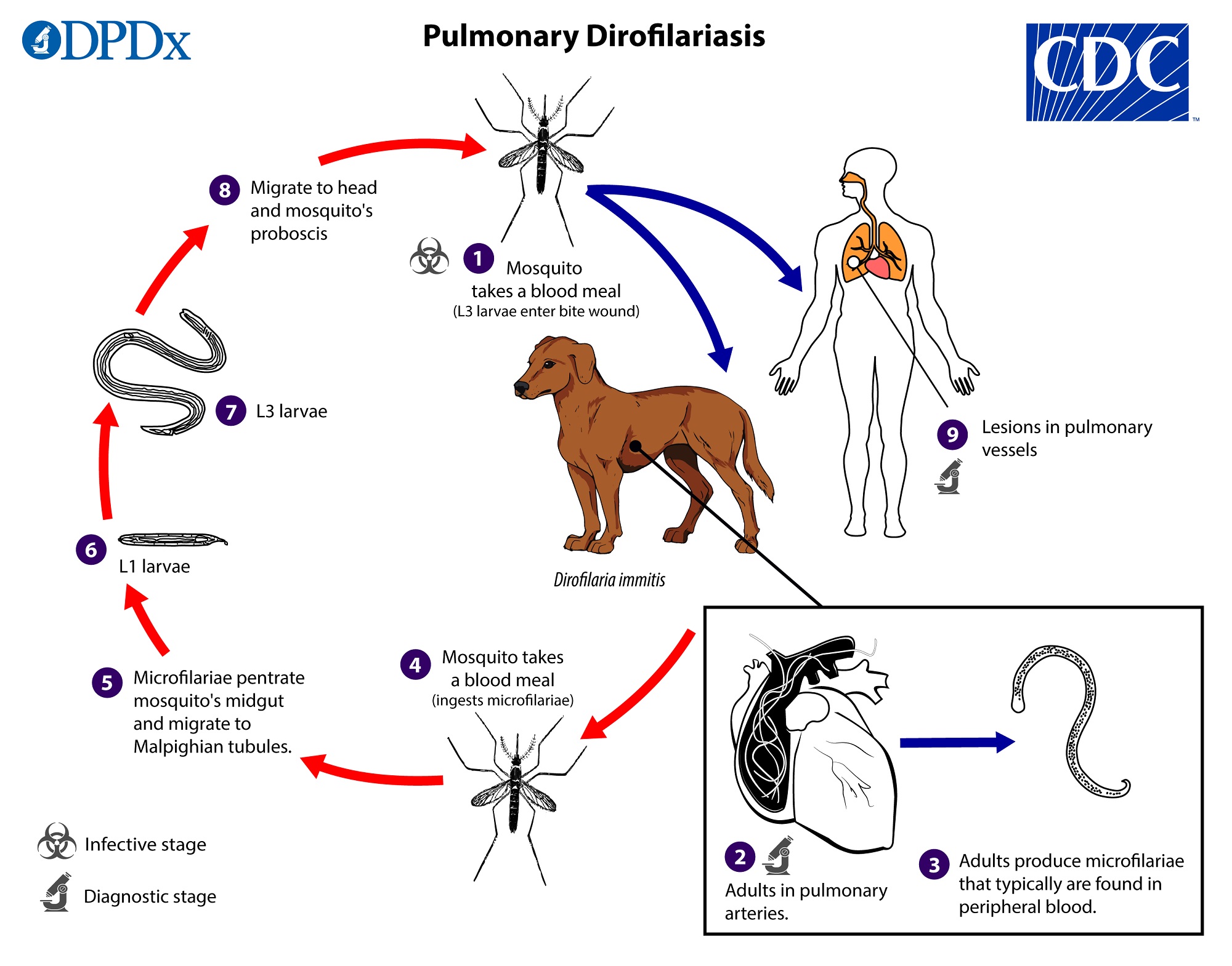 what would cause a dog to have blood in his lungs