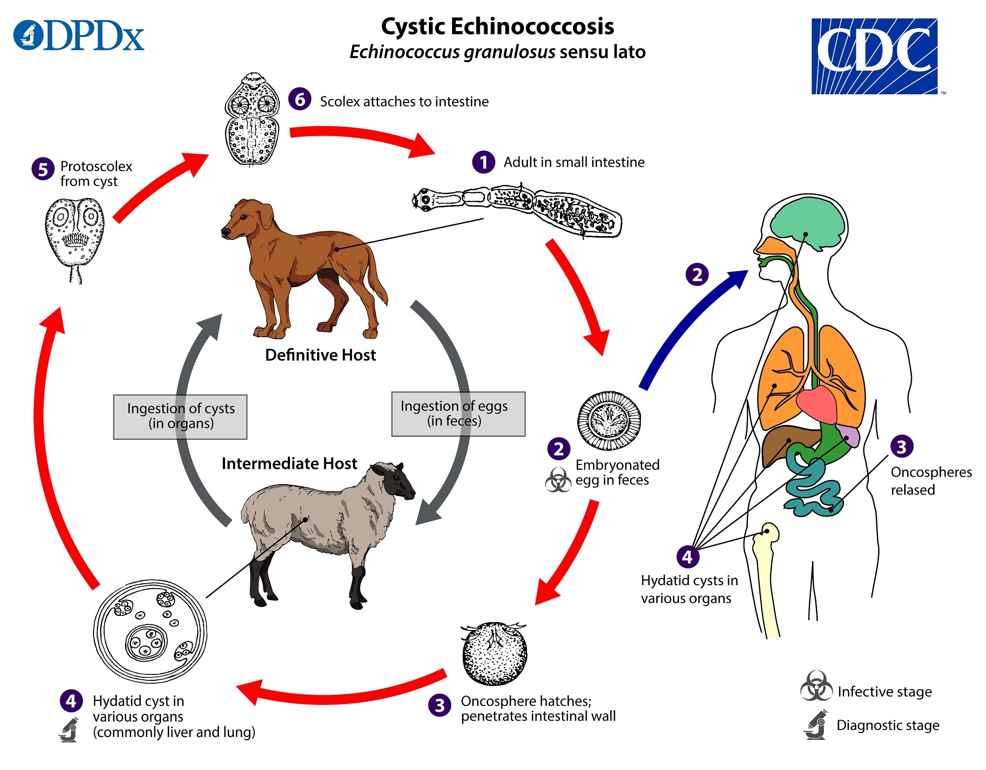 Echinococcus helminták