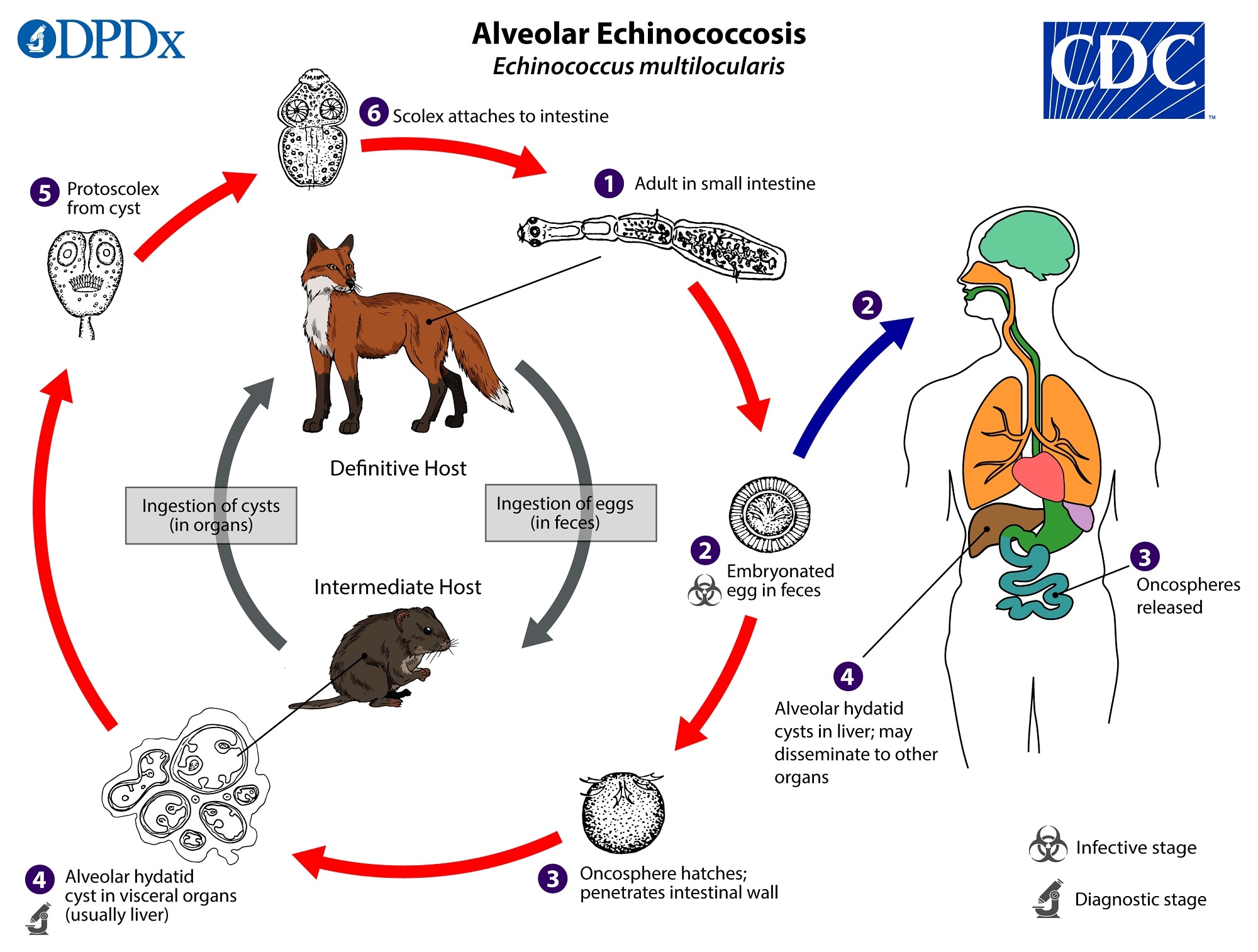 case study of echinococcus
