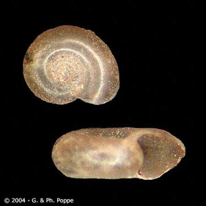 Figure C: <em>Gyraulus</em> sp. This snail genus has been recorded as an intermediate host for <em>E. cinetorchis</em>. Image courtesy of Conchology, Inc, Mactan Island, Philippines.