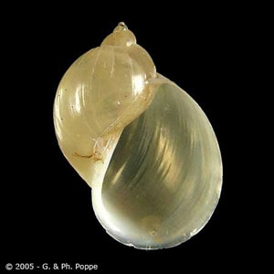 Figure B: <em>Radix</em> sp. This snail genus has been recorded as a first intermediate host for <em>Echinostoma Hortense</em> and a second intermediate host for E. <em>cinetorchis</em>. Image courtesy of Conchology, Inc, Mactan Island, Philippines. 