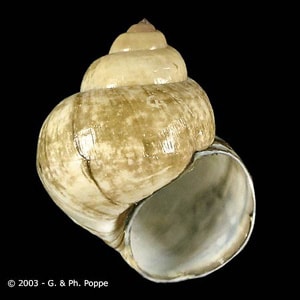Figure D: <em>Viviparus</em> sp. This snail genus has been recorded as a second intermediate host for <em>E. cinetorchis</em> and <em>E. hortense</em>. Image courtesy of Conchology, Inc, Mactan Island, Philippines. 