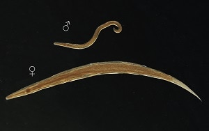 enterobius vermicularis larvas