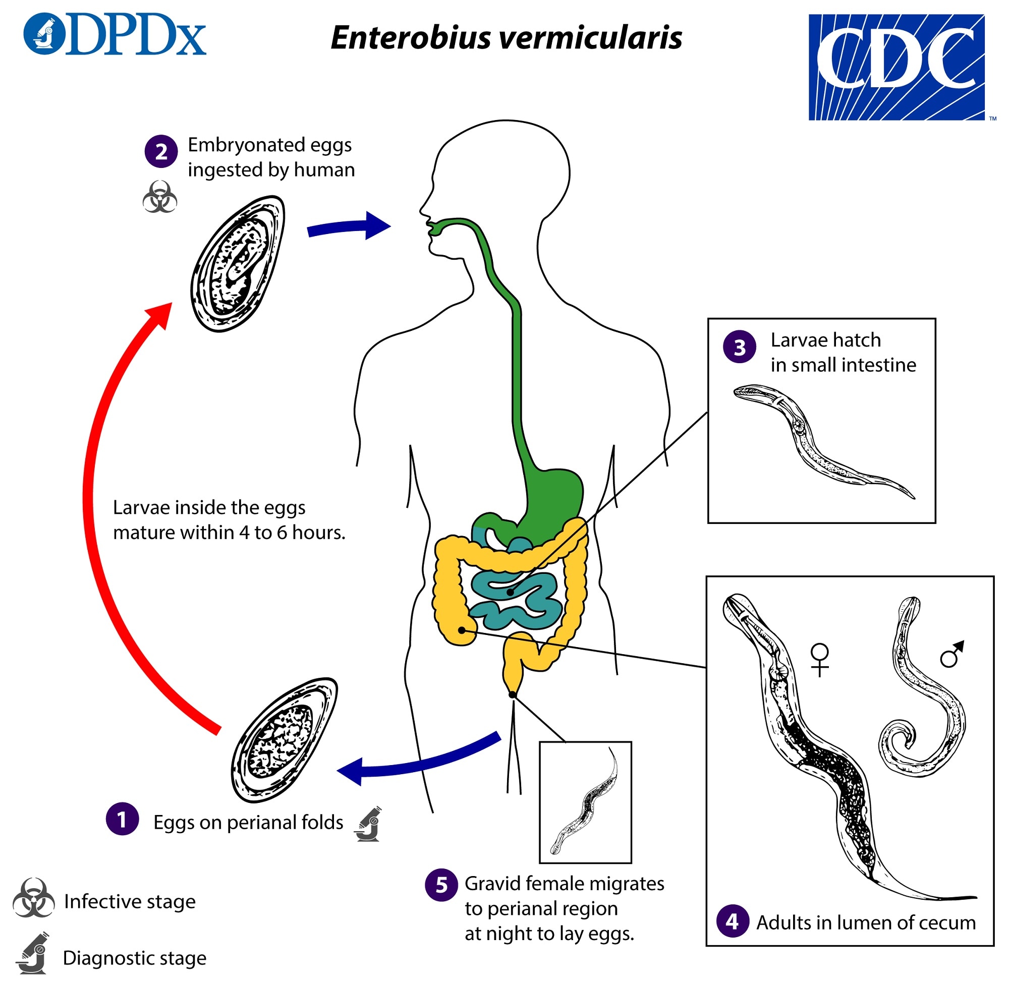 Az enterobiosis utal, Enterobiasis (pinworms) Pinworm életciklusa