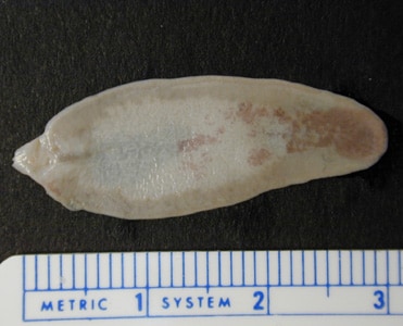 Figure A: Unstained adult of <em>F. hepatica</em> fixed in formalin.