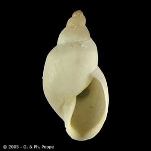 Figure B: Galba humilis, a host of <em>F. hepatica</em> in Canada and parts of the United States. Image courtesy of Conchology, Inc, Mactan Island, Philippines.