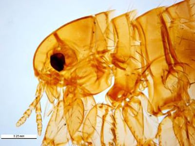 Figure B: The human flea, <em>P. irritans</em>. This image shows a close-up of the head region; note a lack of genal and pronotal combs. Image courtesy of Parasite and Diseases Image Library, Australia.