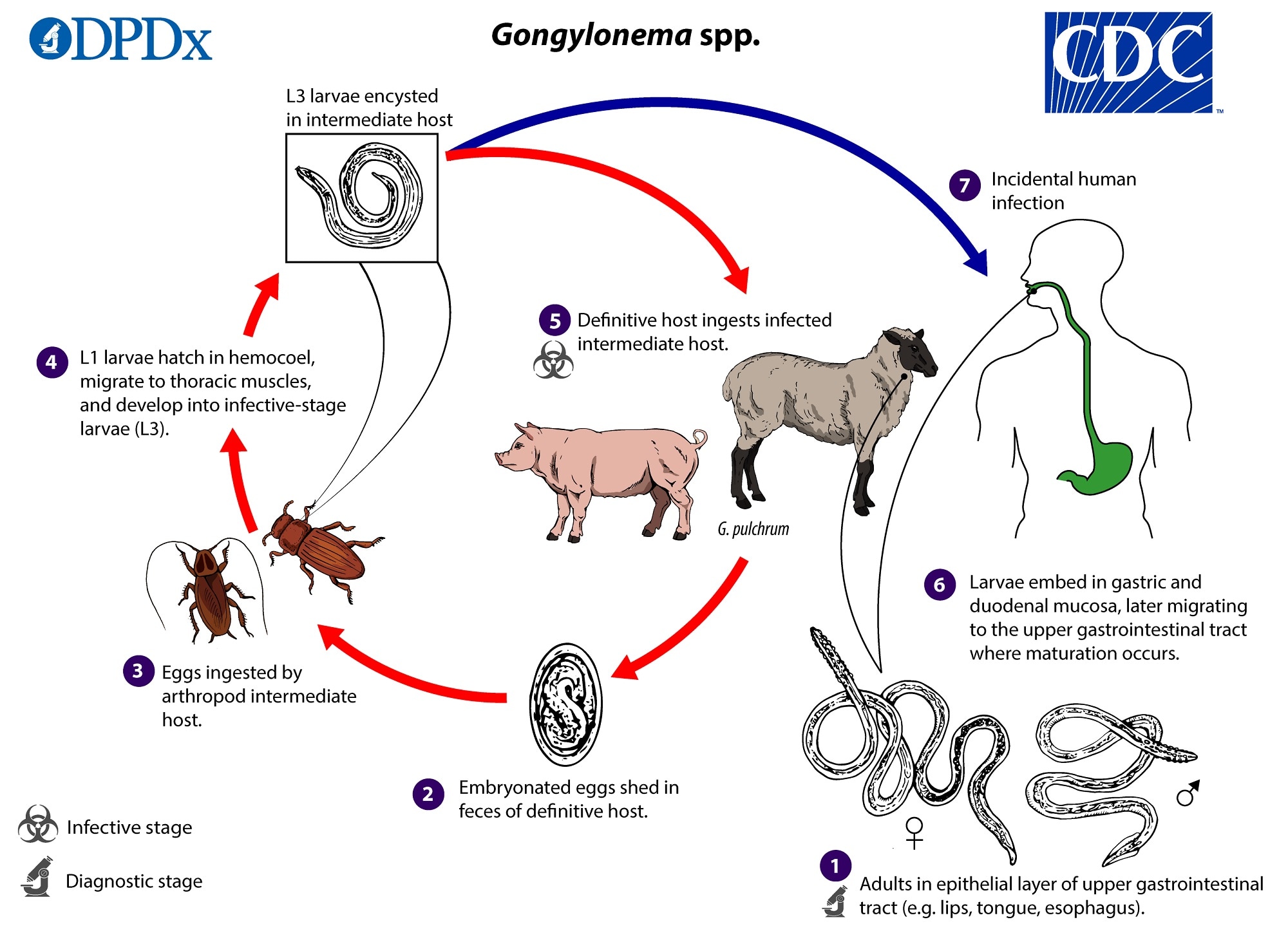 CDC - DPDx - Gongylonema infection