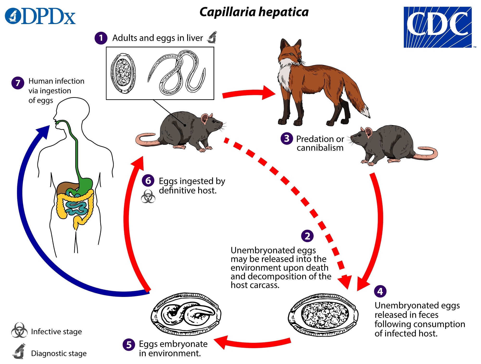 CDC - Capillariasis - Biology - Life Cycle of Capillaria hepatica