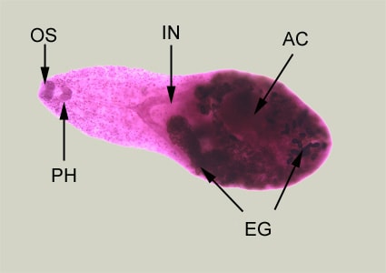Figure A: Adult of <em>H. heterophyes</em>, stained with carmine. In this figure, the following structures are labeled: oral sucker (OS), pharynx (PH), intestine (IN), ventral sucker, or acetabulum (AC), and eggs within the uterus (UT)