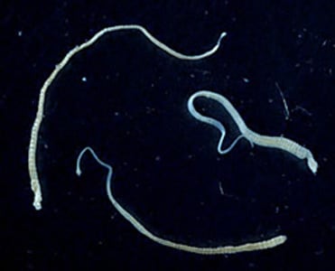 Figure A: Three adult specimens of <em>H. nana</em>. Image courtesy of the Georgia Department of Public Health.