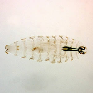 March - 2005 - Case #152