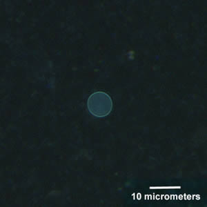 May - 2005 - Case #156