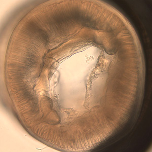 Case189_D.jpg Case189_D