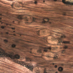 March - 2007 - Case #199