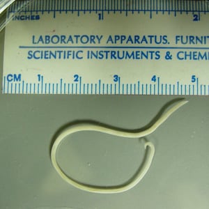 A woman found a worm in her laundry basket and contacted the health department in her state for assistance. She reported small children in the household, as well as dogs and cats. 