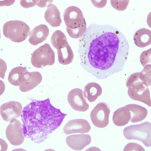 October - 2008 - Case #238