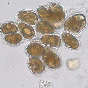 June - 2009 - Case #253