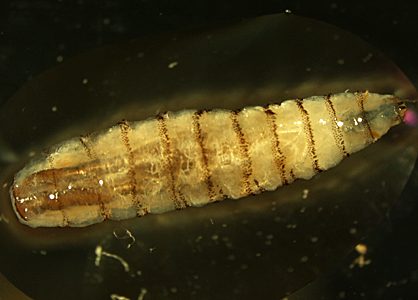 March - 2013 - Case #344