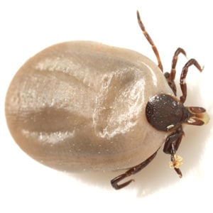 After returning from a weekend camping trip, a hunter from Massachusetts discovered a tick attached to his lower leg. He removed the tick and brought it to his local health department, who in turn forwarded the specimen to the State Entomologist for identification. 