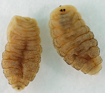 A 46-year-old woman returned from a trip to Nigeria with multiple boils on her lower back and extremities. Under the care of her primary physician, several fly larvae, one from each boil, were extracted and sent to the state health department for identification. 