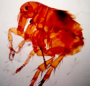 A lab in India received an arthropod specimen from a parent whose child had been suffering for about a week with rashes over his extremities and back. 